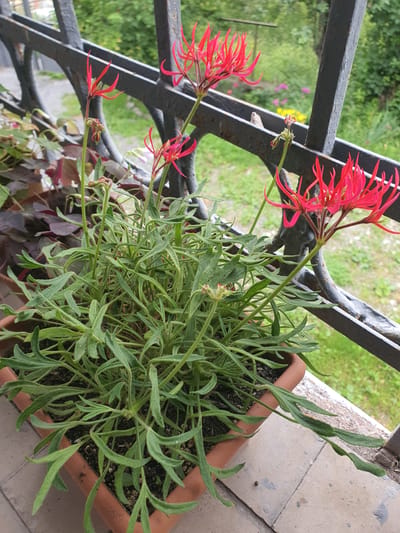 A terra cotta pot containing a lush green plant with narrow, serrated leaves and delicate, spidery red flowers sits on a ledge with a metal railing in the background. The railing, made of thick, dark metal bars, runs horizontally and vertically, creating a grid-like pattern. Beyond the railing, a blurred background of green foliage and grass suggests an outdoor environment, possibly a garden or park. The ground beneath the pot is tiled. The overall scene is serene and naturalistic, with the vibrant red flowers providing a striking contrast to the greenery and the dark metal. This image was captured in the city of Arakhveti, Georgia.
