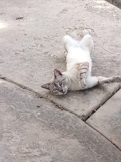 The image displays a lynx point cat, primarily light-colored with darker points on its ears and face, and distinctive dark tabby stripes visible on its front left leg, lying on its back on a light grey, paved concrete or stone surface. Its blue eyes are open and directed towards the viewer. The cat's front paws are curled inward towards its chest, and its hind paws are slightly splayed. The paved ground exhibits geometric seams between slabs and minor surface imperfections. The scene is outdoors under natural light. No specific landmarks or identifiers are present within the image to corroborate a precise location within the city of San Antonio, Venezuela.