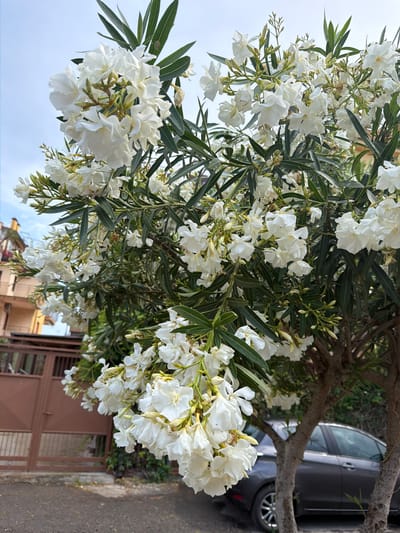 The image depicts a white oleander bush in full bloom, with dark green, lance-shaped leaves and clusters of white flowers. The bush is situated in an urban setting, with a car visible behind the branches. The background also shows a building with a brown gate. The location is Chianchitta, Italy.