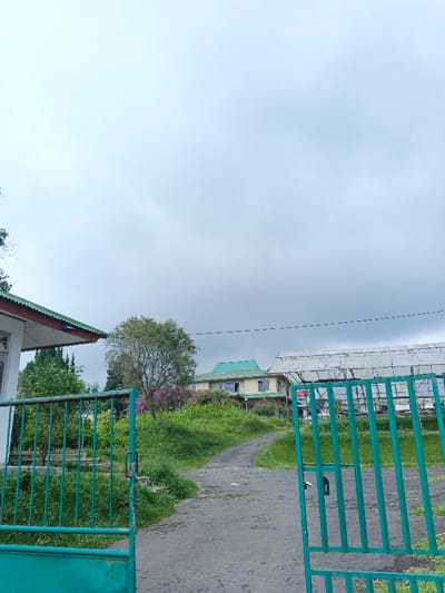 The scene depicts an open entrance gate in Uato Carabar, Timor-Leste, viewed from outside looking inward. In the foreground, two panels of an open green metal gate frame a grey dirt path that curves slightly uphill to the left. The right gate panel is fully visible and equipped with a dark padlock. To the left, a portion of a building with a green-trimmed roof is visible. The midground features abundant green vegetation, including grass, bushes, and a deciduous tree with green foliage and sporadic pink blossoms located left of the path. Beyond the vegetation, a two-story building with a light-colored facade and a green roof is situated on an incline to the left of the path. To the right, a large structure covered by a white or light-colored tarp or netting, consistent with a greenhouse or cultivation facility, is partially visible. The background consists of a uniformly overcast, light grey sky with a single dark horizontal line, possibly a utility cable, traversing it. No individuals or active subjects are present.