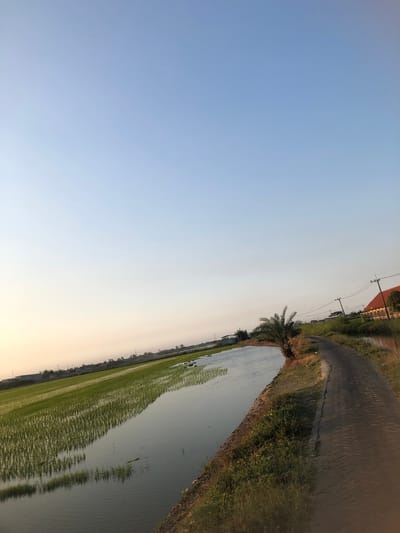 The image captures a serene rural landscape in Keboguyang, Indonesia. The foreground is dominated by a body of water reflecting the clear, pale blue sky. To the left of the water, a field of young green rice stalks stretches into the distance, indicating agricultural activity. A narrow, paved road curves along the right bank of the water, bordered by dry grass and vegetation. In the middle ground, a palm tree stands by the roadside. Further in the distance, a building with a terracotta-tiled roof and utility poles with electrical wires are visible. The overall scene is one of tranquility, with the soft light suggesting either early morning or late afternoon. There are no people visible in the image.