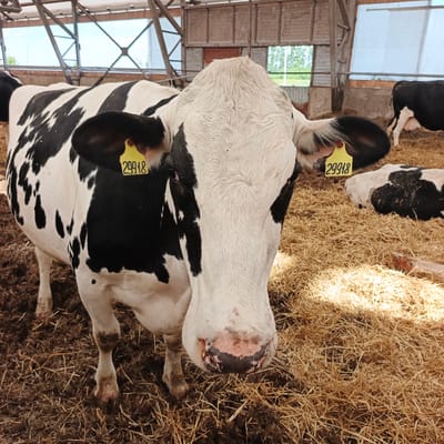 A black and white Holstein Friesian cow stands prominently in the foreground of a barn. The cow is facing the camera, its head slightly tilted. It has a yellow ear tag with the number "29918" visible on its left ear. The cow's fur is white with large, irregular black patches. Its muzzle is a light pink with dark splotches.
The cow is standing on a mix of mud and straw bedding, indicative of a farm or agricultural setting. In the background, other cows are visible, one lying down and another standing, also with black and white markings. The barn has a high ceiling with exposed wooden beams and a corrugated metal roof. Large windows or openings allow natural light to enter, suggesting it is daytime. The overall setting appears to be a dairy farm.
The lighting suggests it is daytime, with sunlight filtering into the barn, creating some shadows on the straw. There are no people visible in the image. The cows appear calm. The location is identified as Orlovka, Russia.