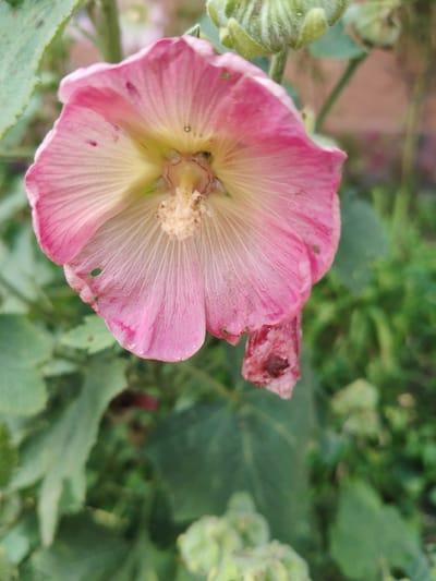 A close-up, vertical, eye-level shot shows a pink hollyhock flower. The flower is in the center of the frame, facing upward and slightly to the left. Its petals are a delicate pink, transitioning to a pale yellow at the center, with visible veins running through them. Some of the petals appear slightly tattered or damaged, with small holes and a detached, wilted petal hanging from the bottom right edge of the flower. The center of the flower reveals stamens with a light brown, fluffy texture.
The background is softly blurred, showing green foliage and hints of pink and brown in the distance, suggesting a garden or natural setting. The image does not provide any context or elements that would indicate a specific location within the city of Drezna, Russia. There are no people, actions, or interactions depicted.