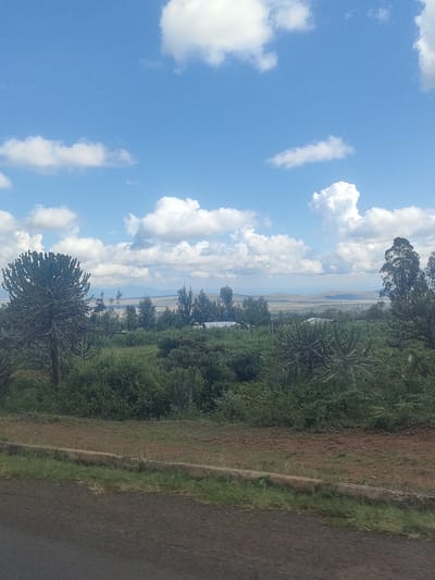 The image shows a landscape in the Kibirichia ward of Kenya. In the foreground, there is a roadside with a small grassy strip. Beyond that, lush green vegetation, including bushes and trees, covers the middle ground. Several Euphorbia candelabrum trees are visible. In the background, there is a distant landscape with a clear blue sky dotted with puffy white clouds. A settlement or urban area can be discerned in the far distance. The overall scene portrays a rural or semi-rural setting with a combination of natural vegetation and signs of human presence.