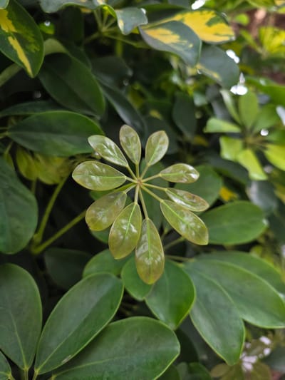A close-up, eye-level shot focuses on a cluster of bright green leaves, likely from aSchefflera plant, with some leaves exhibiting yellow variegation. The leaves are arranged in a radial pattern with a central stem. The background is blurred, but appears to be more foliage, suggesting an outdoor environment. The lighting is natural and diffused, casting soft shadows. The image is taken in Puerto De La Cruz, Spain.