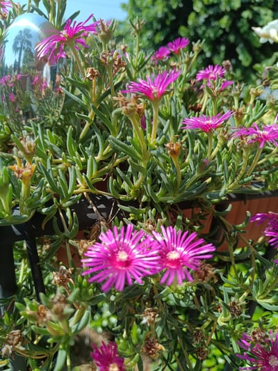 A high-angle, medium shot captures a cluster of pink delosperma flowers in Sant'Andrea in Besanigo, Italy. The flowers have many thin, pointed petals radiating from a bright white center. The leaves are succulent and green. In the upper left corner, a reflective sphere shows a blurred reflection of a person wearing a white shirt and trees. The background is a mixture of green foliage and a blue sky. The flowers are in bloom and some appear to be wilting or have already gone to seed. The scene is outdoors, likely in a garden or on a balcony.