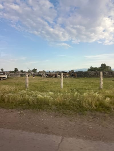 In Novonikolayevka, Russia, a rural landscape unfolds under a sky adorned with scattered white clouds against a pale blue backdrop. The foreground is dominated by a dirt road, with the edge of a grassy field to its right, showcasing tall, wind-blown grasses. Beyond the field, a wooden fence encloses a pasture where cattle graze. A white truck is parked to the left of the fence. Two individuals are visible in the field; one, wearing a dark shirt and shorts, walks towards the right, while another, in a dark reddish-brown garment, stands near a wooden fence post. In the middle ground, a large pile of dark material, possibly manure, is situated. A horse and rider are visible near this pile, with a dark-colored dog standing on top of it. Trees and more distant hills complete the backdrop.