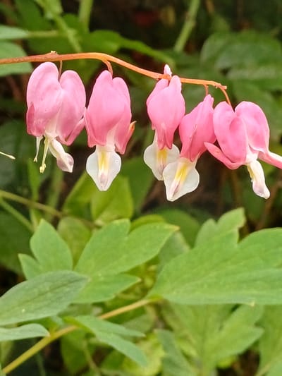 This is a close-up, vertically oriented photograph of a stem of bleeding heart flowers, *Dicentra spectabilis*. The flowers are heart-shaped and a vibrant pink, with delicate white and yellow inner structures. They hang downwards from a thin, brown stem. Several flowers are visible, arranged in a cluster along the stem. The background is a soft blur of green foliage, suggesting an outdoor setting, likely a garden or natural environment. The lighting appears to be natural daylight, illuminating the pink of the petals and the green of the leaves. There is no visible text in the image. The context provided places this scene in Vārzas, Latvia. The image focuses solely on the botanical subject matter, evoking a sense of natural beauty and tranquility.
