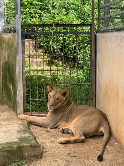 A lion is lying down in an enclosure. The lion is a tawny brown color and appears to be an adult female, as it lacks a mane. It is resting on a sandy ground with some small rocks. To its left is a concrete wall that appears to have some moss growing on it. Behind the lion is a metal gate with vertical bars, and beyond the gate is lush green vegetation. To the lion's right is another concrete wall. The overall environment suggests an enclosure in a zoo or wildlife park. The location is identified as Định An, Vietnam.