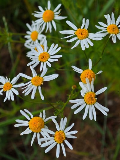 This is a vertical, close-up, high-angle shot of several white daisies with yellow centers. The flowers are in varying stages of bloom, with some fully open and others just beginning to unfurl. The background is a blur of green foliage and brown earth, suggesting a natural, outdoor setting. The lighting appears to be natural daylight, creating a soft, slightly diffused illumination that highlights the delicate textures of the petals and the textured centers of the flowers. There are no people, text, or specific events depicted in the image, only the serene beauty of the wildflowers in their natural environment. The overall mood is peaceful and natural.