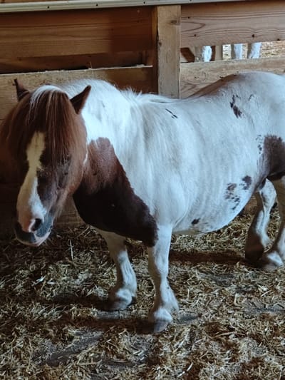 A piebald pony stands in a stable. The pony is facing left and is mostly white with large brown patches. Its mane is brown. The pony is standing on a bed of straw and wood shavings. In the background, wooden planks form the walls of the stable. The scene is indoors and dimly lit.
