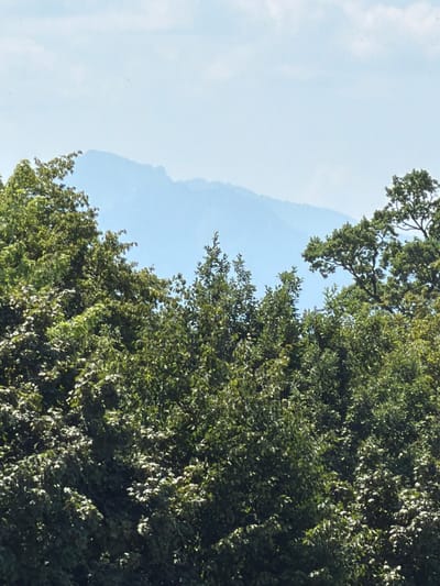 The media file captures a natural landscape with a clear sky and lush green foliage. The sky is a pale blue, suggesting daylight, and the light filtering through the leaves indicates a sunny day. The primary subjects are the dense canopy of trees occupying the right side of the frame, with their leaves appearing vibrant and healthy. In the background, a faint outline of a mountain range is visible, softened by the atmospheric haze.

The scene is likely an outdoor setting, possibly a park, forest, or hillside, given the presence of trees and mountains. The composition is dominated by the natural elements, with no human figures or man-made objects prominently featured. The overall impression is one of tranquility and the beauty of nature. No text is visible within the frame. The image has been rotated, with the top of the scene appearing on the left.