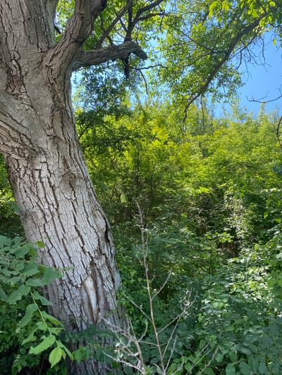 The image presents a static outdoor scene in the city of Balgarchevo, Bulgaria, dominated by a large deciduous tree trunk occupying the left foreground and midground. The tree's bark is deeply furrowed, displaying shades of light gray and brown. A prominent knot or "eye" feature is visible on the trunk's left side, and a vertical patch of lighter, smoother wood, indicative of damage or an old wound, is present towards the lower right portion of the trunk. Large branches extend from the trunk upwards and to the right, adorned with vibrant green leaves that are brightly illuminated by sunlight. The background consists of dense, lush green foliage, suggesting a forest or heavily wooded area, with scattered patches of clear blue sky visible through the canopy in the upper right quadrant. No people, animals, or man-made objects are visible within the frame. The lighting indicates a sunny day.