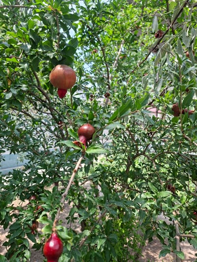 In Asaka, Uzbekistan, a pomegranate tree is laden with developing fruit amidst lush green foliage. Several pomegranates, ranging in color from light red to deep crimson, are visible, some still small and developing, while others appear larger and closer to maturity. One prominent pomegranate in the foreground hangs low on a branch, its red skin slightly weathered. The tree branches are intertwined, creating a dense canopy. The background shows glimpses of a muted, light-colored building and the dry, sandy ground typical of the region. The lighting suggests a bright, sunny day.