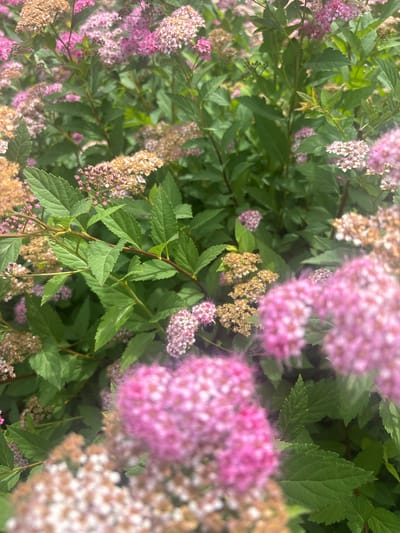The image shows a close-up view of a flowering bush with clusters of small pink and tan flowers, interspersed with green leaves. The bush is dense and appears to be outdoors, with sunlight filtering through the foliage, creating a soft, slightly hazy effect. The focus is on the flowers and leaves, with some areas appearing more in focus than others due to the shallow depth of field. The overall impression is one of natural beauty and the vibrant colors of a garden. There are no people or man-made objects visible in the frame. The image was taken in Dubovoye, Russia.