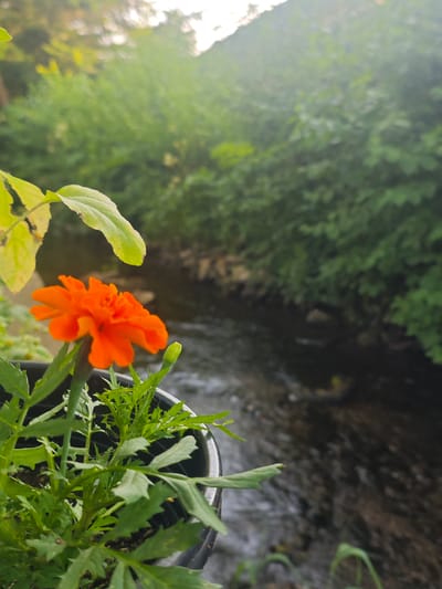 This media file is a close-up photograph of a bright orange marigold flower in a black pot. The flower is in focus, with its vibrant petals and green stem clearly visible. To the left of the flower, a large, slightly yellowed leaf extends into the frame. The background is softly blurred, showing a narrow, rocky stream flowing through lush green foliage. The stream appears to be in a natural, outdoor setting. The light suggests it is either early morning or late afternoon, with sunlight gently illuminating the scene and creating a soft glow in the upper right corner. The overall impression is peaceful and serene, highlighting the beauty of the flower against the natural backdrop. There is no visible text in the image. The location context is Lügde, Germany.