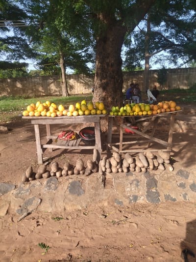 The image shows a street market in Kano, Nigeria, specifically at the location of (latitude: 7.682, longitude: 8.537). Two wooden tables are lined with yellow mangoes and green plantains. The mangoes are arranged in rows. The plantains are arranged in a single row. The tables are supported by wooden legs. Three people are visible in the background, sitting under a tree, which is a mango tree. There are brown, dirt paths in front of the tables, leading to a rock wall, and a paved path in the background.