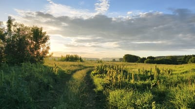 This landscape photograph captures a serene rural scene in Malaya Shil'na, Russia, at what appears to be either sunrise or sunset. The sun's golden rays are breaking through a partially cloudy sky, casting a warm glow over a vast, open field. Tall, green grasses and wildflowers dominate the foreground, with a narrow, winding dirt path cutting through the vegetation, leading the viewer's eye into the distance.

To the left, a large, leafy tree stands prominently, its branches silhouetted against the bright sky, with the sun peeking through its foliage. Beyond the field, a line of trees forms the horizon, with a hazy, distant landscape suggesting more rolling hills and possibly a small settlement. The sky is a blend of soft blues and grays, with scattered clouds that are illuminated by the low-hanging sun. The overall mood is peaceful and tranquil, evoking a sense of natural beauty and solitude. The time of day is clearly indicated by the low angle of the sun and the warm, diffused light. The weather appears calm, with gentle clouds adding texture to the sky. There are no visible people or objects other than natural elements, and no text is present in the image.