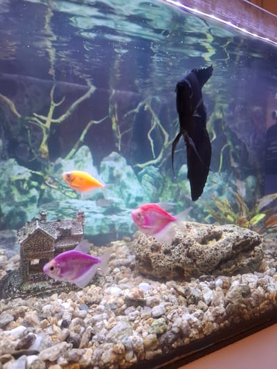 The image depicts an aquarium containing fish and decorations. A large black fish is positioned in the upper left. Three smaller, brightly colored fish – one pink, one orange, and one purple – are grouped near a small castle decoration and a rock structure on the right side of the tank. The tank has a gravel substrate and is filled with water. The background includes aquatic plants. The location is not discernible.