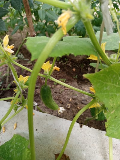 The image shows a young cucumber plant growing in what appears to be a garden setting. A small, green cucumber fruit is visible, hanging from a vine. The plant has several yellow flowers and large green leaves. The background consists of soil and other vegetation, suggesting an outdoor environment. There are no people or identifiable landmarks that would indicate a specific location within the city of Жаны-Кыштак, Kyrgyzstan. The scene is a close-up view of the plant, with parts of the vine and leaves in the foreground and out of focus.