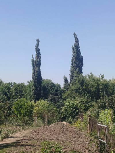This is a medium shot, eye-level outdoor photograph taken on a sunny day in Staronizhestebliyevskaya, Russia. The scene depicts a rural garden or field under a clear blue sky.
In the foreground, a cleared patch of soil, possibly prepared for planting, dominates the lower half of the frame. To the left of this patch, a dirt path runs diagonally into the background, lined with low-lying green plants. Further left, a wire fence can be seen separating this area from more densely planted trees and shrubs.
The midground is filled with a variety of trees and bushes, showcasing lush green foliage. Two tall, slender trees with dark green, needle-like leaves stand prominently against the sky, reaching high above the surrounding vegetation. These trees have a distinctive columnar shape. Beyond these, a dense canopy of trees forms the backdrop, with some lighter green foliage suggesting deciduous trees interspersed with darker evergreens.
In the background, the clear, bright blue sky indicates fair weather and likely midday. The overall impression is one of a peaceful, natural setting, possibly a garden or agricultural land in a rural area. There is no discernible activity or event taking place, and no people or animals are visible. The image has a natural, somewhat grainy quality, suggesting it was taken with a mobile device. No text is visible in the image.