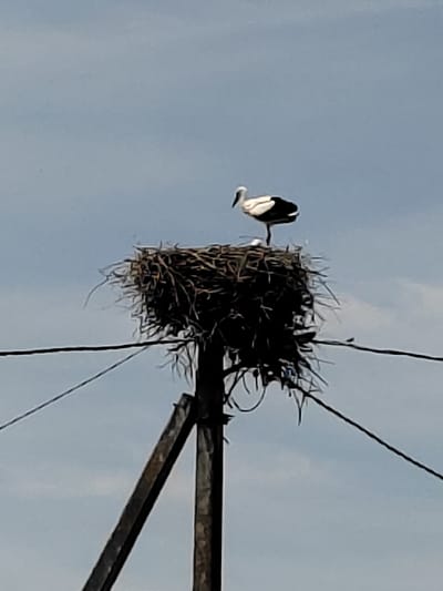 A medium shot captures a white and black stork perched on a large, messy nest constructed from twigs and branches. The nest is situated atop a wooden pole, which is part of a support structure for power lines. Two wires are visible stretching across the frame, one in the foreground and another further back, suggesting an outdoor, possibly rural, setting. The sky is a pale blue with scattered, wispy clouds, indicating it is daytime, likely under fair weather conditions. The stork stands on one leg, facing left, with its beak slightly lowered. Beneath the stork, a single white egg is visible within the nest. The overall impression is one of nature's resilience, with a bird building its home in an unexpected, man-made location. There is no visible text in the image. The location context provided is Воўчынскі сельскі Савет, Belarus.