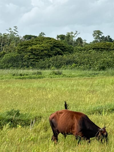 The image depicts a dark brown goat standing in a grassy field in Olaganduwa, Sri Lanka. The goat is viewed from above, with its body angled away from the camera. Its head is turned to the left, and it appears to be grazing or looking around. The goat has a short, dark tail and a visible rope or halter around its neck.

The setting is a lush, green landscape with a dense line of trees bordering the field on the left side of the image. The trees are tall and densely packed, creating a rich green wall that extends from the foreground to the background. The field itself is covered in tall, yellow-green grass, suggesting it is either dry season or a type of wild grass. The sky above is overcast, with visible clouds that create a soft, diffused light, indicating it might be a cloudy day or late afternoon.

The overall scene is tranquil and pastoral, conveying a sense of rural life in a tropical environment. There are no people visible in the image, and the focus is solely on the goat and its natural surroundings. The composition emphasizes the vastness of the field and the natural beauty of the landscape, with the goat as the central living element. The image appears to be taken outdoors during daylight hours.