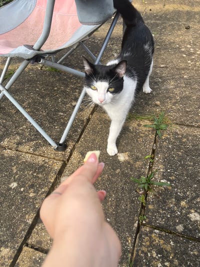 A black and white cat is lying on a stone patio in Haddenham, United Kingdom. The cat is stretched out, with its front paws extended towards a person's hand that is holding a small, light-colored object. A folding chair, with a light pink seat, is visible to the left of the cat. Weeds are growing in the cracks between the stone paving slabs. The ground is comprised of stone paving slabs and is uneven and weathered.