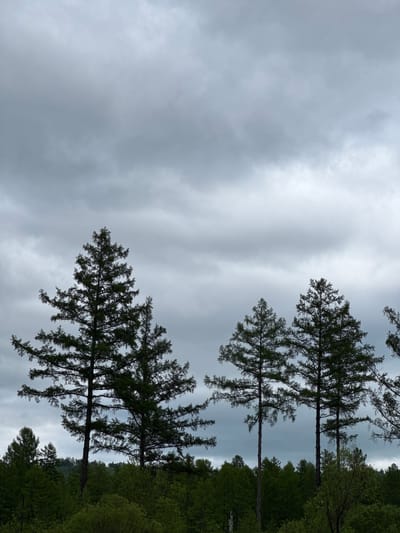 This is a vertical, outdoor, eye-level shot of a forest under a cloudy sky. The image features several tall, dark green conifer trees with sparse, feathery needles. The trees are silhouetted against a pale gray, overcast sky. In the background, the dense green foliage of a forest is visible, suggesting a natural setting. The ground is not visible in the frame. The light is diffused, indicating it is likely daytime, possibly late afternoon or early morning due to the subdued lighting. The overall mood is serene and slightly somber due to the cloudy weather. There is no visible text in the image. The location is identified as Murtygit, Russia.