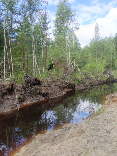 This is an outdoor, vertical, eye-level photograph taken in a natural setting. The foreground features a body of dark, still water with visible reflections of the sky and surrounding trees. The water's edge on the right is sandy and uneven, with some sparse green grass.

The middle ground is dominated by the embankment of the water, which appears to be a small stream or ditch. The embankment is composed of dark, disturbed soil with exposed roots and fallen branches. Several trees, including slender birches with white bark and darker pine trees, are growing along the edge of the embankment, their roots exposed as if the ground has eroded.

The background is a dense forest with a variety of trees, predominantly birch and pine. The foliage is lush and green, indicating it is likely summer. Above the trees, the sky is visible, filled with white, fluffy clouds against a light blue backdrop. The sunlight suggests it is daytime, possibly late morning or early afternoon.

The scene depicts a natural landscape that appears to have undergone some disturbance, possibly due to erosion or deforestation, given the exposed roots and fallen trees. There are no people or man-made objects visible, creating a sense of wilderness and tranquility. The overall mood is one of natural beauty, albeit with a hint of the raw power of nature suggested by the disturbed earth. No text is visible in the image.