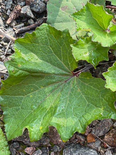 In Hämeenlinna, Finland, a close-up, overhead shot captures several large, vibrant green leaves with serrated edges, glistening with water droplets. The leaves are textured, showing prominent veins, some of which have a reddish hue. The ground beneath is a mix of gravel, small stones, and a few pieces of brown bark and dry twigs, suggesting an outdoor, natural setting likely within a park or garden. One of the leaves, centrally located and dominant in the frame, displays small patches of yellowing and brownish discoloration, hinting at natural wear or minor damage. The overall scene is static, focusing on the botanical elements and their immediate surroundings. There are no people or animals present in the image.