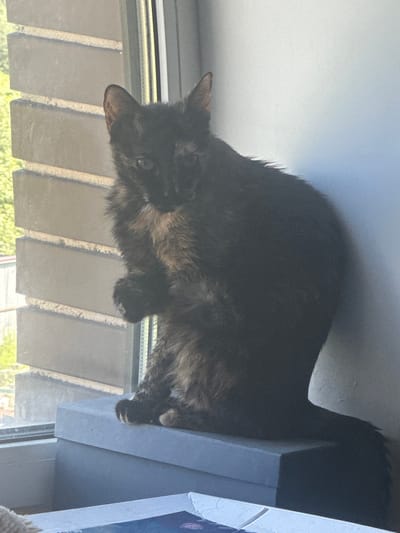 The media file shows a close-up, sideways view of a tortoiseshell cat perched on a shelf. The cat is predominantly dark brown and black with patches of lighter brown and orange, particularly on its face and chest. Its fur appears somewhat long and fluffy. The cat is looking downwards and to the left. One of its paws is visible, with claws extended, gripping the edge of a light blue shelf. The shelf is part of what appears to be a multi-level cat tree or perch.

Behind the cat, a window is visible with blinds or slats that are partially closed, allowing sunlight to stream through, creating vertical lines of light and shadow. Outside the window, green foliage can be seen, suggesting it's daytime and possibly a warm season. The overall lighting indicates it is daytime, likely late morning or afternoon given the angle of the sunlight.

The setting appears to be indoors, near a window, possibly in a home. There is no visible text in the image. The cat's posture and visible claws suggest it is either settling in, climbing, or possibly in a playful or alert state, though its expression is difficult to fully interpret from this angle.