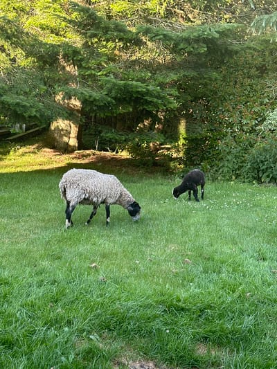 The image shows two sheep grazing in a grassy field with trees in the background. The sheep are on the right side of the frame. The larger sheep is light-colored with black legs and head. The smaller sheep is entirely black. Both are facing towards the right and appear to be eating grass. The field is lush green with some small white flowers scattered throughout. The trees in the background are dense and appear to be coniferous, with sunlight dappling through the branches. The scene suggests a natural, outdoor setting. The image does not provide any specific details that would allow for precise location within the city of Humlebæk, Denmark.
