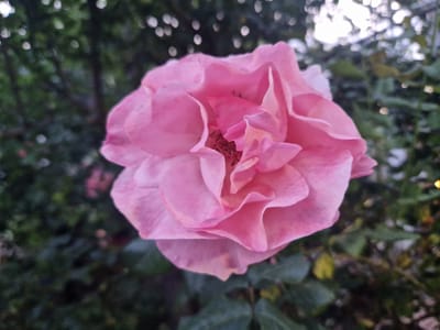 A medium-close shot focuses on a fully bloomed pink rose. The petals exhibit a ruffled texture with shades varying from light to medium pink. The center of the flower shows small, dark, stamen-like structures. The background is a blur of green foliage. Bokeh effects from the light create bright, out-of-focus spots. The location, Laka, Bulgaria, is not discernible from the image. There are no people, actions, or interactions visible.