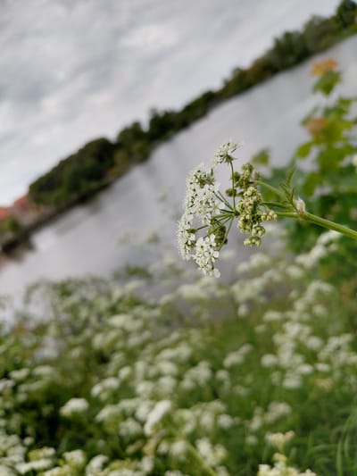 The image shows a close-up of a cluster of white wildflowers hanging from a thin stem, partially obscuring a blurred background. The backdrop features a dense patch of similar white flowers on the right. To the left, there appears to be a body of water reflecting the sky. A grassy bank separates the water from the flowers. Based on the context of Taastrup, Denmark, it's plausible that the location is a meadow or park area with a small stream or pond. Without further specifics, the exact location in Taastrup is indeterminable.
