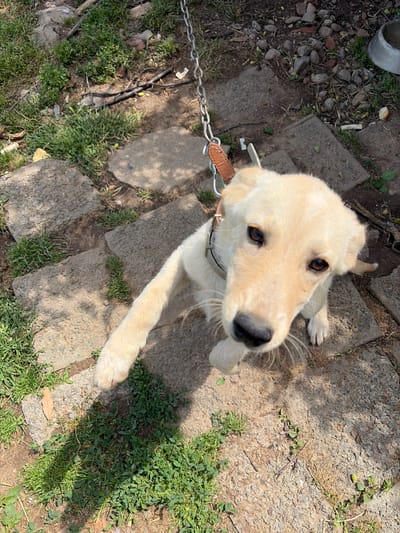 A light-colored dog, likely a Labrador or similar breed with cream-colored fur, dark brown eyes, and a black nose, is the central subject of the image. The dog is looking directly up at the camera, its expression appearing alert and curious. It wears a light-colored collar with a brown leather attachment, from which a silver metal chain extends out of frame to the lower left.
The dog is situated on an uneven, outdoor path composed of irregular concrete or stone slabs. Between these slabs, patches of vibrant green grass grow, interspersed with areas of dry dirt, small stones, and scattered debris. In the upper left corner of the background, a silver or metallic bowl is visible on the ground amidst more gravel and sparse vegetation.
Strong, distinct shadows cast across the scene indicate bright daylight, suggesting the photograph was taken during midday or early afternoon under clear skies. The rustic appearance of the ground and surroundings points to an outdoor setting, likely a yard or rural pathway in Dolno Sahrane, Bulgaria. There is no visible text in the image.