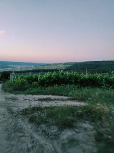 This media file depicts a rural landscape in Filipeni, Moldova, likely at dusk. The scene features rolling hills covered in lush green vegetation, with a prominent row of dense green bushes or vines in the mid-ground. A dirt path winds through the foreground, showing signs of motion blur, suggesting the photo was taken from a moving vehicle.

The sky is a soft gradient of pale blue at the top, transitioning into delicate pink and lavender hues near the horizon, indicative of sunset or twilight. A few faint clouds are visible in the upper left portion of the sky. In the distance, the landscape continues with undulating hills, some appearing cultivated with lighter green patches, possibly fields. The overall mood is serene and tranquil, capturing the beauty of the Moldovan countryside. No people or text are visible in the image.