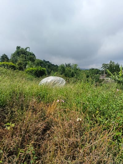 The scene displays an uncultivated plot of land located in Wenshan City, China, under a uniformly overcast sky. The foreground is dominated by dense, tall vegetation, primarily consisting of grass and weeds; the lower-left section features dry, brown stalks, transitioning to vibrant green foliage towards the right and mid-ground. A single pink flower is discernible among the brown grass in the lower-middle left. Centrally positioned in the mid-ground is a large, irregularly rounded object, appearing light grey or white, partially obscured by the surrounding tall green vegetation, consistent with a boulder or a covered item. The background comprises undulating hills densely covered with dark green trees and foliage. On the far right of the background, a light-colored building with a dark roof is partially visible, alongside thin vertical structures resembling utility poles. No human or animal subjects are present within the frame.