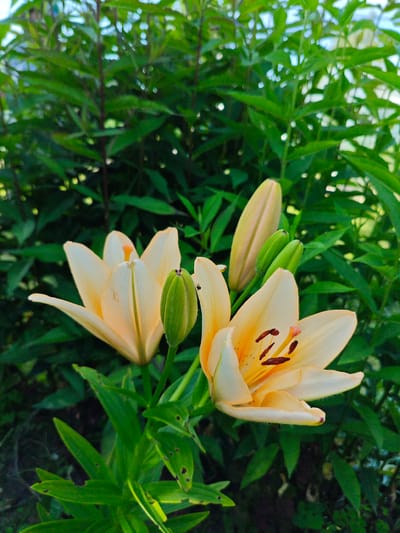 The image showcases a close-up view of three pale yellow lilies blooming against a backdrop of lush green foliage. Two lilies are fully open, revealing their delicate petals and dark brown stamens, while one bud remains tightly closed, hinting at future blooms. A tiny ant is perched on the stem of one of the buds, adding a subtle touch of life to the floral composition. The scene appears to be set in a garden or natural outdoor setting, bathed in natural light, suggesting it was taken during the daytime, possibly in the morning or afternoon, given the bright yet soft illumination. The overall mood is serene and tranquil, highlighting the beauty of nature. There is no visible text in the image. The location context is Краснадворскі сельскі Савет, Belarus.