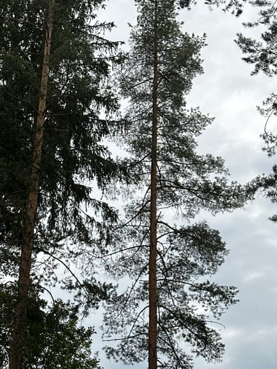 This is a low-angle shot looking up through the branches of pine trees towards a cloudy sky. The scene depicts a forest setting, with the thick trunks and branches of several trees dominating the frame. Two large, horizontal tree trunks are prominently visible, stretching across the image and appearing to be fallen or positioned low in the canopy. The needles of the pine trees are dark green, creating a dense, textured canopy that obscures much of the sky. The sky itself is overcast, with diffused light indicating a cloudy day, possibly with a hint of dusk. The image conveys a sense of being immersed in the forest, with the towering trees and the subdued lighting creating a somewhat somber or tranquil atmosphere. There are no people or objects other than the trees visible in the media. No text is present.