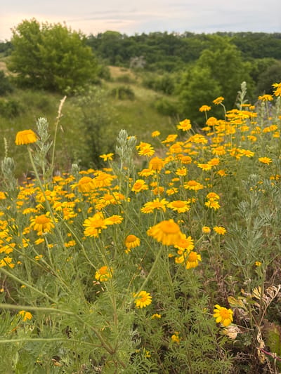 The image is a close-up, vertically oriented shot of a patch of yellow wildflowers in full bloom. The flowers, which appear to be a species of daisy or chamomile, have bright yellow petals and textured, orange-yellow centers. They are growing in dense clusters on slender, green stems, with finely dissected, grey-green leaves forming a soft backdrop.
In the background, out of focus, a gentle slope covered in green trees recedes into the distance. The sky above is a pale, hazy blue, suggesting it might be late afternoon or early morning, with diffused light. The overall impression is one of natural beauty and abundance, possibly captured in a rural or wild landscape. The scene evokes a sense of peacefulness and the vibrant colors of nature. There is no visible text in the image. The context provided indicates the location is Dubovoye, Russia.