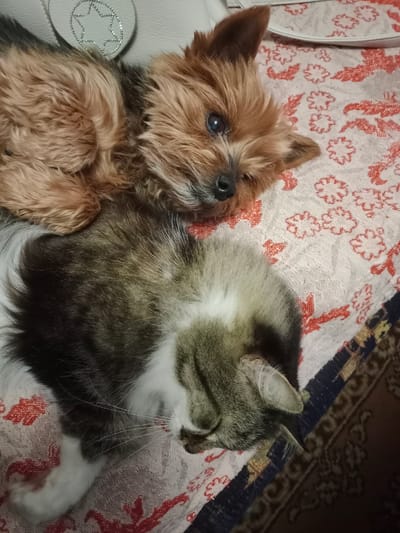 A small brown and tan Yorkshire Terrier dog is lying with its head resting on the chest of a grey and white tabby cat. Both animals appear to be sleeping peacefully. The cat is curled up on its side, and the dog is lying on its back, propped up against the cat. They are on a patterned fabric surface, possibly a blanket or couch. The background is blurred, but it appears to be an indoor setting. The location is specified as Хацежынскі сельскі Савет, Belarus.