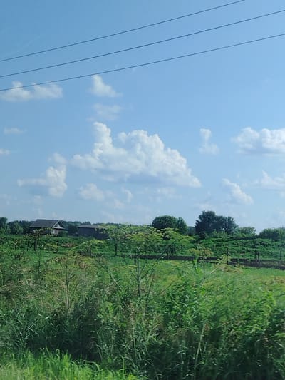 A wide-angle, eye-level, medium shot captures a rural landscape under a bright blue sky with scattered white clouds. In the mid-ground, two buildings are visible: a dark-roofed house with a prominent gable is situated to the left, and a smaller, gray shed-like structure stands to its right. The buildings are nestled amidst lush green vegetation, including trees and what appears to be cultivated fields or gardens. A rustic fence runs horizontally across the mid-ground, separating the buildings from the foreground. The foreground is dominated by dense, tall green grass and other wild vegetation, obscuring the ground. Power lines stretch diagonally across the upper portion of the frame, against the backdrop of the sky. The scene depicts a serene, natural environment in the vicinity of Malyi Gondyr, Russia, with signs of habitation.