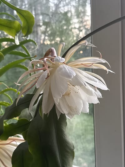 A single, white Epiphyllum oxypetalum flower, also known as Queen of the Night, is in bloom. The flower is large and intricate, with multiple layers of delicate white petals. The petals are long and slender, with some having a slight pinkish hue. The center of the flower contains numerous stamens, which are a pale yellow color. The flower is positioned to the right of the frame, with its bloom facing left. Behind the flower, green foliage is visible, suggesting it is part of a plant. The background is out of focus, showing a blurry pattern of light and dark, likely indicating an outdoor scene viewed through a window. A hint of a grey windowsill or frame is present on the right side of the image. The overall lighting suggests it might be daytime, possibly late afternoon or early morning due to the soft light. The specific location in Voeikovo, Russia cannot be determined from the image.