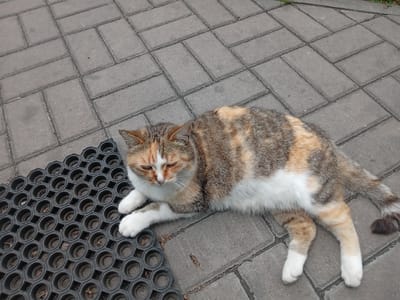 A calico cat with white paws is lying on a gray brick patio, next to a black rubber mat with a hexagonal pattern. The cat is looking down with a slightly sad expression. The patio bricks are laid in a herringbone pattern. Some dry leaves are visible on the ground. The image appears to be taken outdoors in Biloziria, Ukraine.