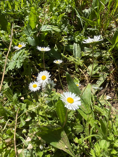 The image depicts a patch of green vegetation with several white daisies with yellow centers. The daisies are interspersed among other leafy plants and grasses. The light suggests it is daytime and possibly sunny. There is no visible evidence to confirm the location is Novogortsi, Bulgaria. The image contains no people, specific subjects, objects, actions, or interactions other than the natural flora in the environment.
