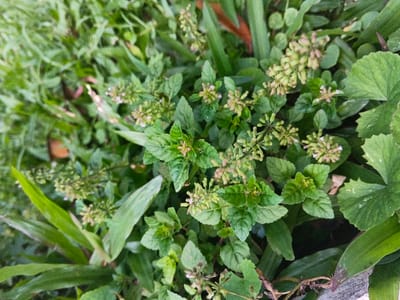 The scene, located in the city of Stueng Saen, Cambodia, displays an overhead, close-up perspective of dense green vegetation. The primary subjects are various herbaceous plants, predominantly featuring clusters of a plant with small, oval to ovate green leaves exhibiting serrated margins. Emerging from these plants are numerous small, tightly clustered inflorescences, appearing in shades of pale green and light pink. Interspersed among these are other green plants, including some with elongated, strap-like leaves and at least one plant possessing a larger, lobed leaf with lighter green variegation. The foliage completely fills the frame, indicating a ground-level view of a vegetated area. No people, animals, or man-made objects are visible. The lighting is diffused, suggesting natural ambient light without harsh shadows.