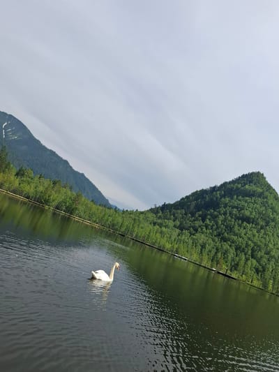 A swan glides on the dark, rippling surface of a lake in Vydrino, Russia. The lake is bordered by a dense forest of green trees, which climb up the slopes of steep, verdant mountains in the background. The sky is overcast with pale clouds, and a portion of one mountain peak is dusted with snow. The scene is captured from a low angle, emphasizing the expanse of the water and the scale of the natural landscape.