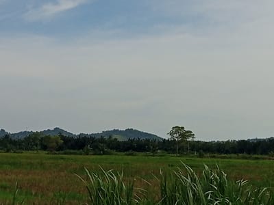 The image shows a rural landscape in Kruengseupeng, Indonesia. A field of tall grasses dominates the foreground. Behind the field, there is a line of trees and shrubs, including palm trees. In the background, a low, green hill is visible under a slightly overcast sky. There are no people or visible interactions in the scene.