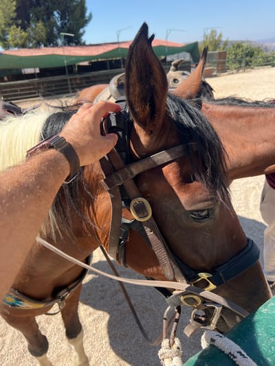 The scene depicts a brown horse at a horse riding facility located within the Merom HaGalil Regional Council, Israel. A human right arm, featuring fair skin and visible hair, wearing a dark brown digital watch, extends into the upper left quadrant of the frame. The hand is positioned near the horse's left ear, appearing to interact with or adjust a black strap component of the horse's bridle.
The horse, a bay or chestnut with a dark mane and a section of blonde or white hair on its left shoulder, is the central subject, viewed from its left side. Its head is adorned with a dark brown leather bridle, equipped with brass buckles and a black padded browband. A light-colored rope rein is visible, extending from the bridle. Another multi-colored, patterned strap is observed around the horse's lower neck/upper chest. The horse's left eye is open and directed slightly downward.
In the lower right foreground, a thick white rope is tied to a green vertical metal post, with its other end secured to the horse's bridle, suggesting the horse is tethered. The ground surface is unpaved, consisting of light-colored gravel or dirt. The background reveals a clear blue sky, interspersed with green trees, and a structure featuring a reddish-brown roof with green awning-like coverings, characteristic of stables or an outdoor riding arena. A partial view of a person wearing white pants is visible in the lower right background. The scene is under bright daylight, evidenced by distinct shadows.